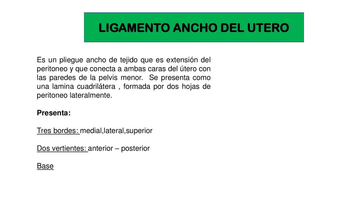 LIGAMENTO ANCHO - ANATOMIA HUMANA 