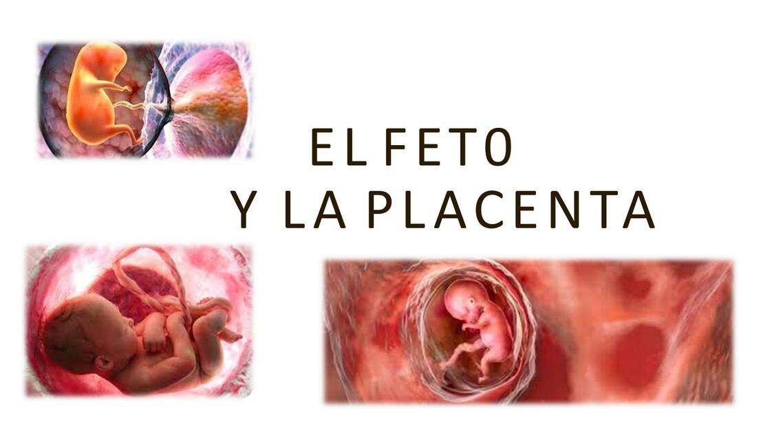 desarrollo fetal