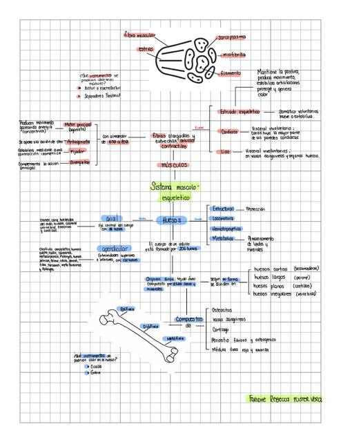 Esquemas anatomía