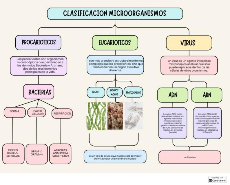 Clasificación microorganismos