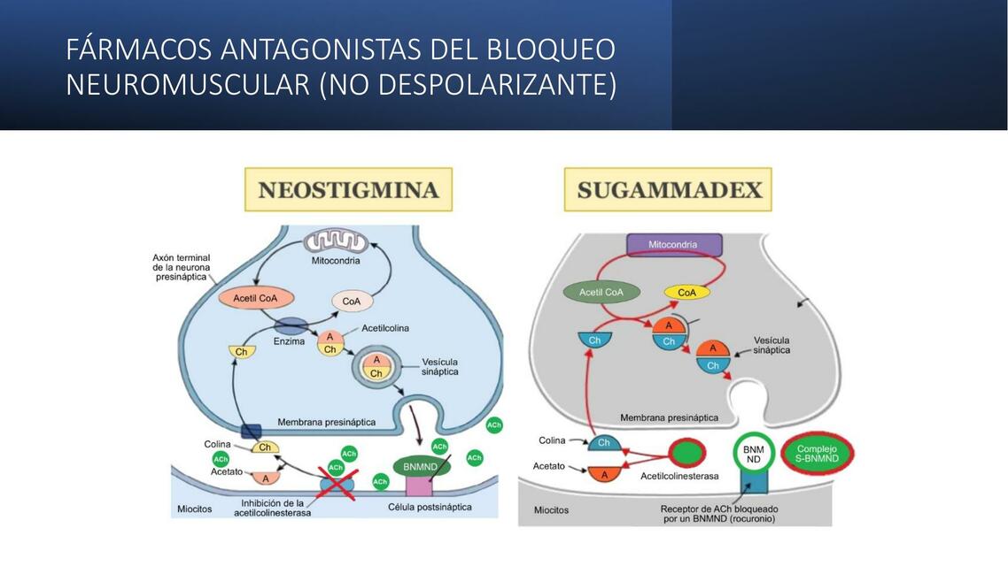 FÁRMACOS ANTAGONISTAS DEL BLOQUEO NEUROMUSCULAR NO