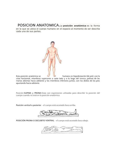 Planimetria y Posicion anatomica docx