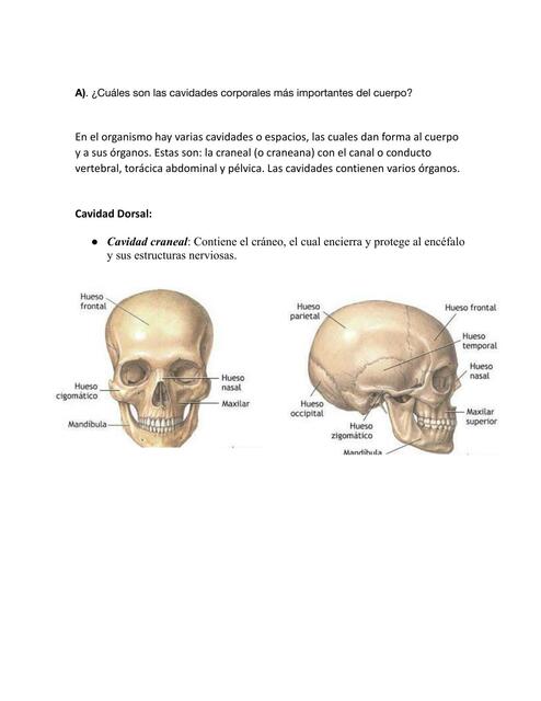 cavidades corporales docx