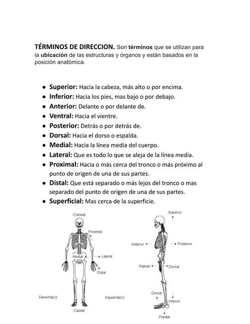 Terminos de direccion posicion y tipos de movimien