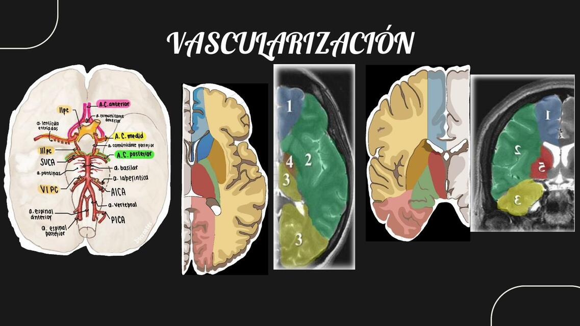 VASCULARACIÓN CEREBRAL ACV