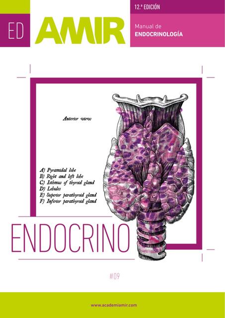 Endocrinología AMIR 12 Ed