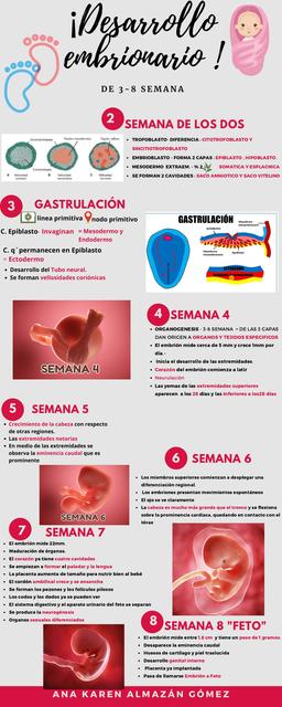 Infografía de desarrollo embrionario