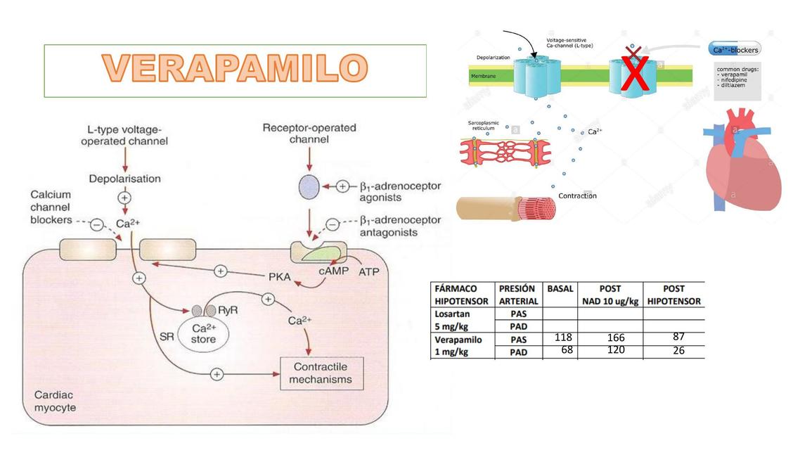 VERAPAMILO