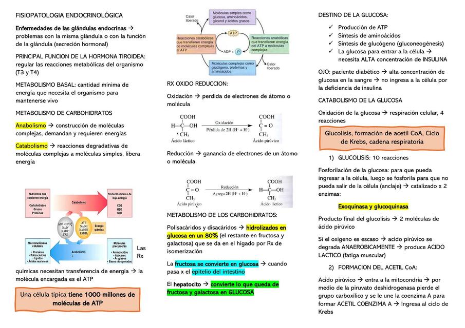 FISIOPATOLOGIA - ENDOCRINA