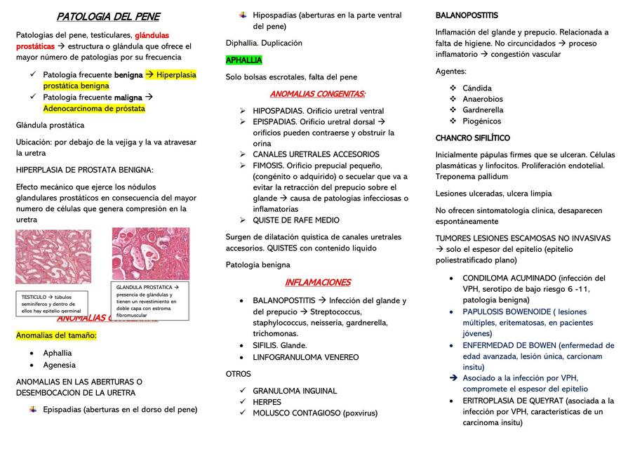 PATOLOGÍA - GENITAL MASCULINO