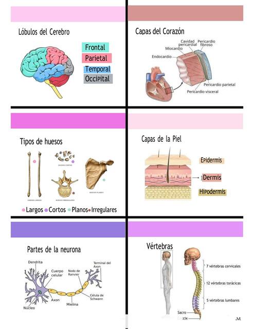 Tarjetas de anatomía