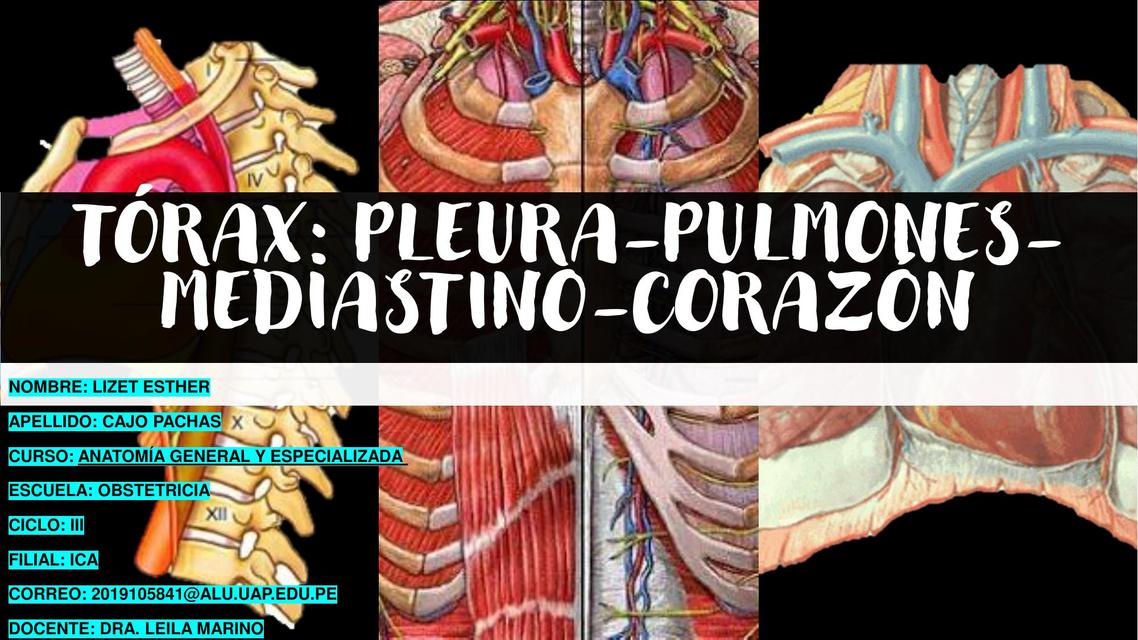 TÓRAX PULMONES MEDIASTINO ANATOMIA