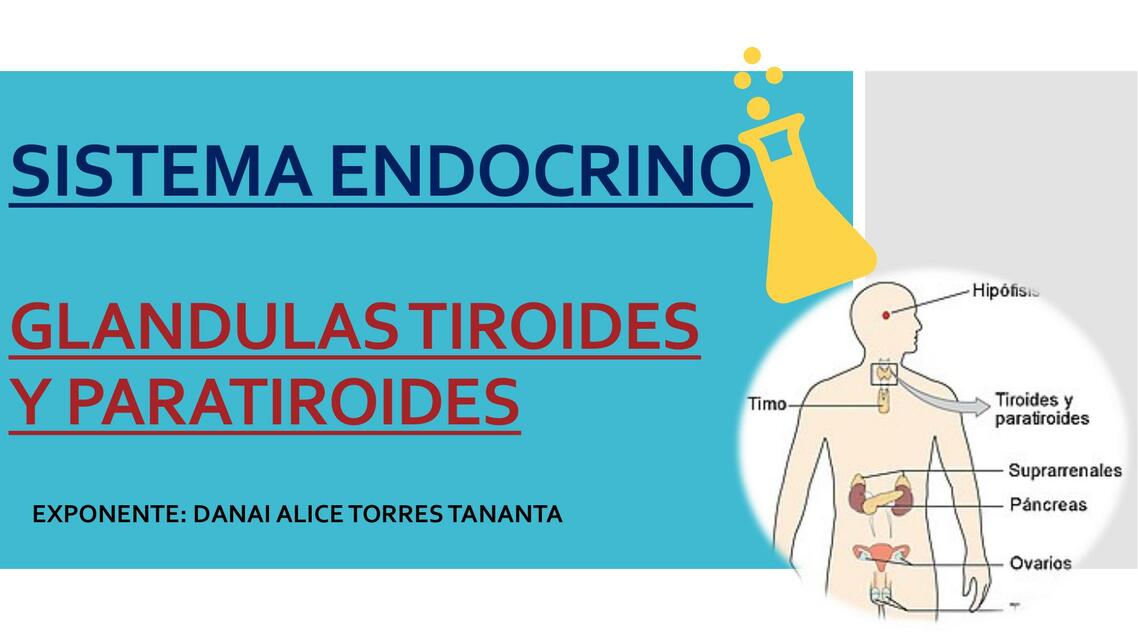 Sistema endocrino 