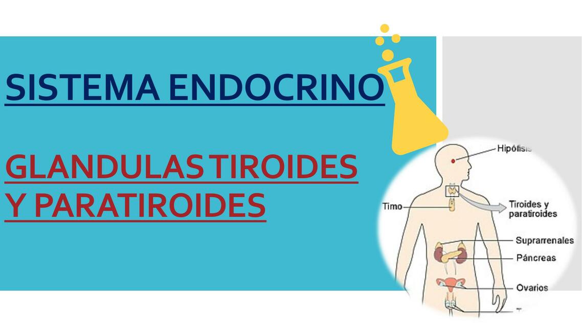 SISTEMA ENDOCRINO