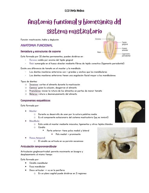 Anatomía funcional y biomecánica del sistema masticatorio - Okeson 2020