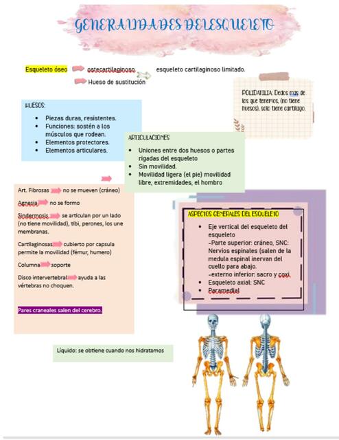 generalidades del esqueleto