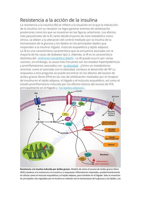 Resistencia a la acción de la insulina
