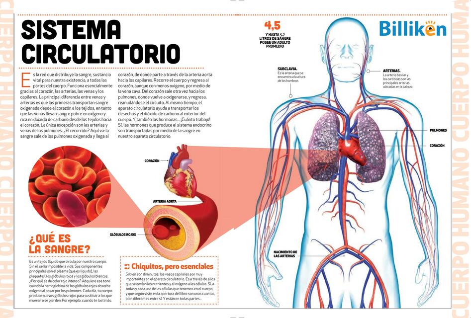 INFOGRAFIA sistema circulatorio BILLIKEN