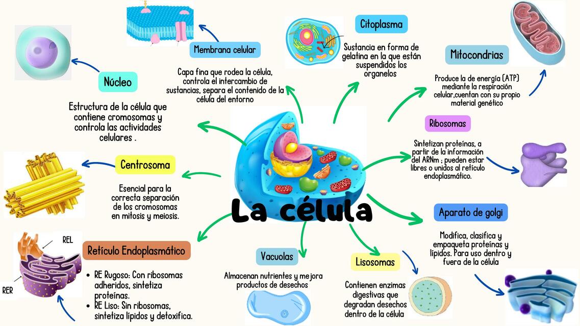 Mapa mental célula