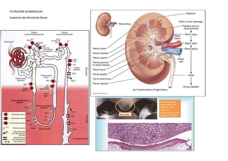 FILTRACIÓN GLOMERULAR EXPO