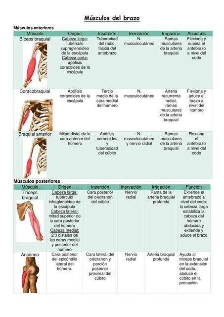Músculos del brazo
