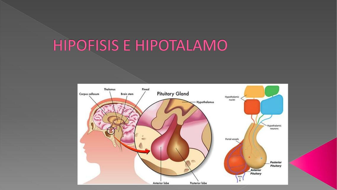 hipotalamo hipofisis