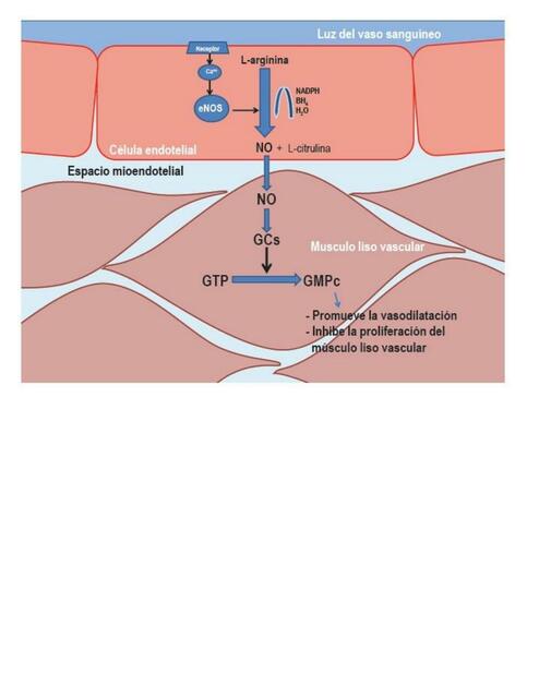 CICLO DEL OXIDO NITRICO IMAGENES