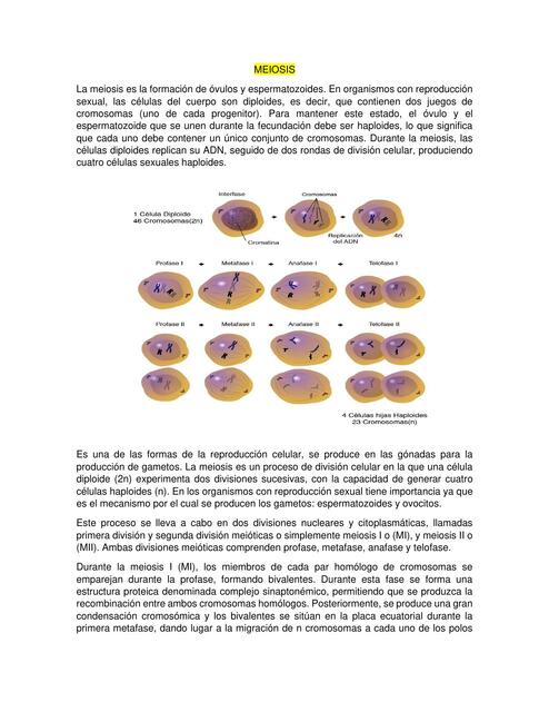 MEIOSIS