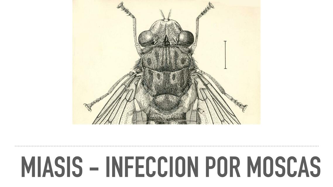 Miasis - Infección por moscas