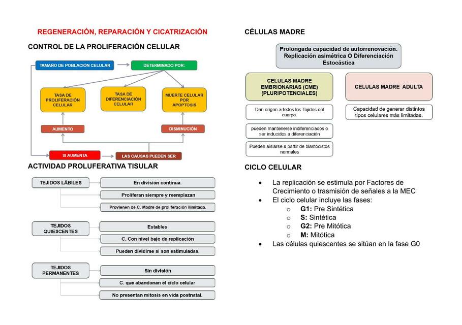 REGENERACIÓN DE TEJIDOS PPT