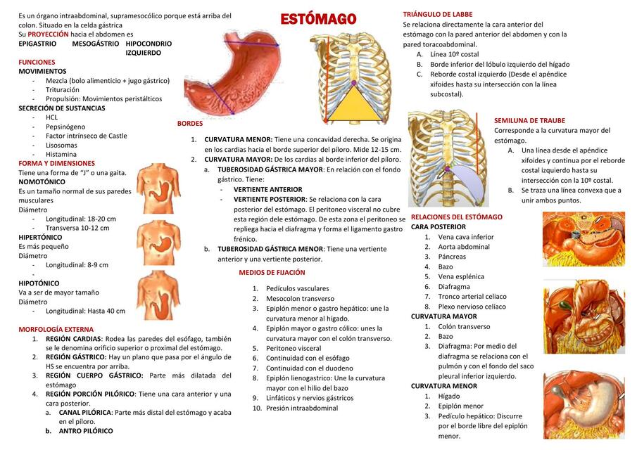 ESFAGO ABDOMINAL Y ESTÓMAGO