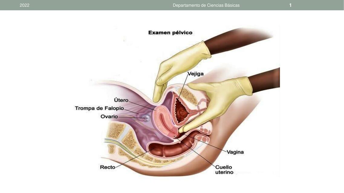 24 PELVIS retroperitoneo peritoneo pelvico