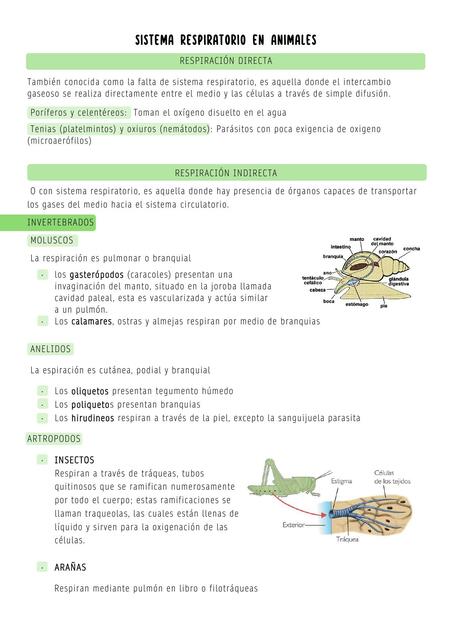 Sistema respiratorio en animales