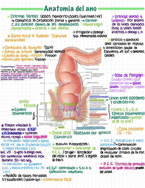 Patologia anorrectal