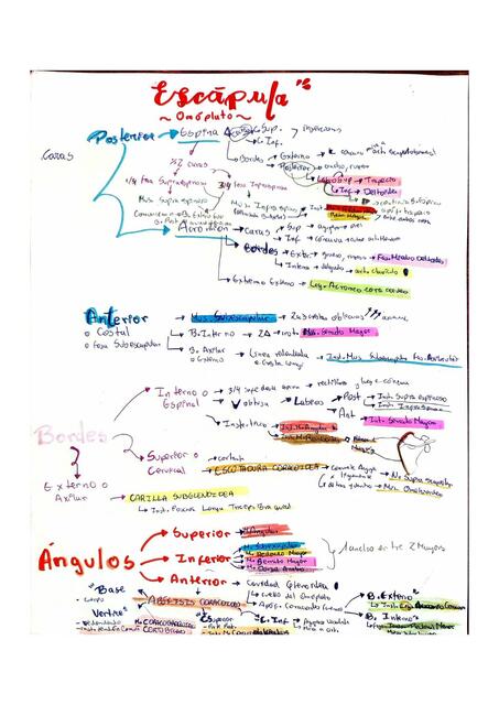 ESCAPULA_OMÓPLATO OSTEOLOGÍA Julia Mariel uDocz
