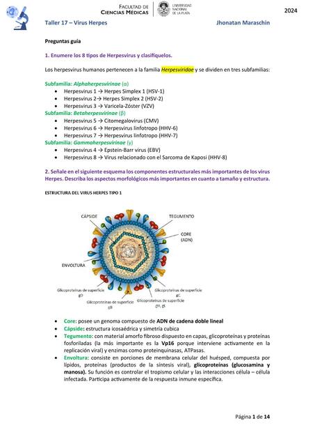 Taller 17 Virus Herpes