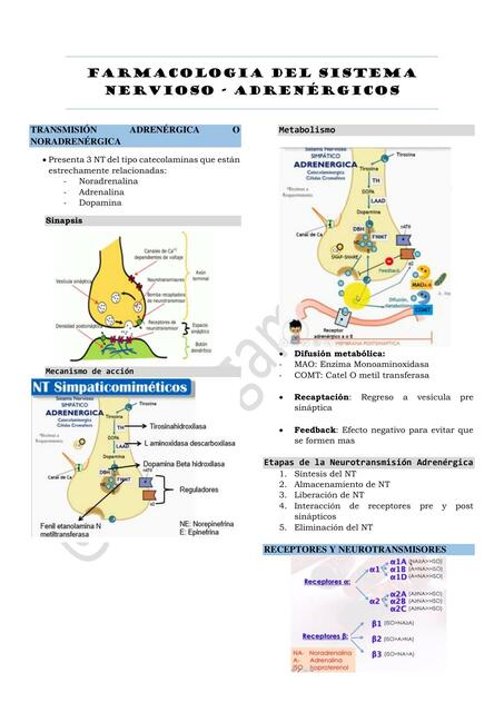 SNC ADRENERGICOS