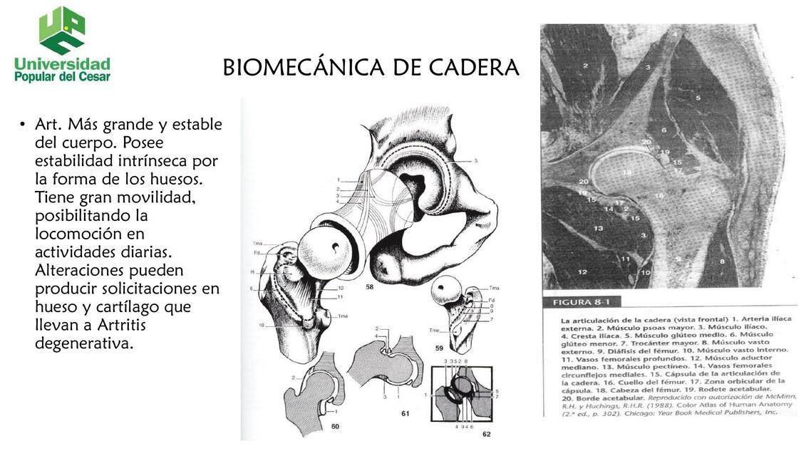 BIOMECANICA DE CADERA