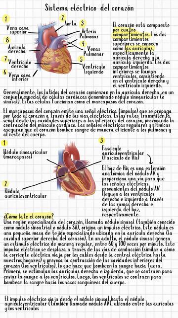 Sistema eléctrico del corazón y su relación con el EKG