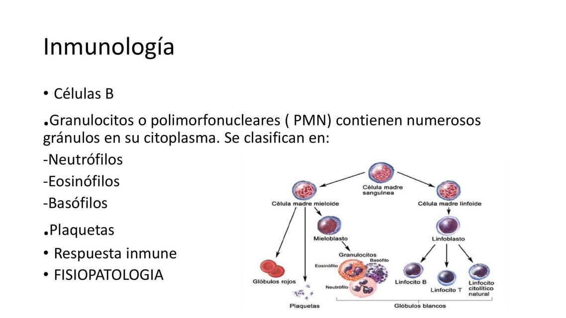 immunología