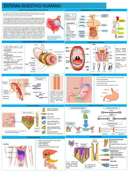 Sistema digestivo humano 