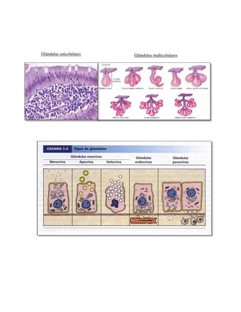 histología