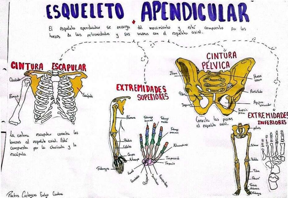 ESQUELETO APENDICULAR