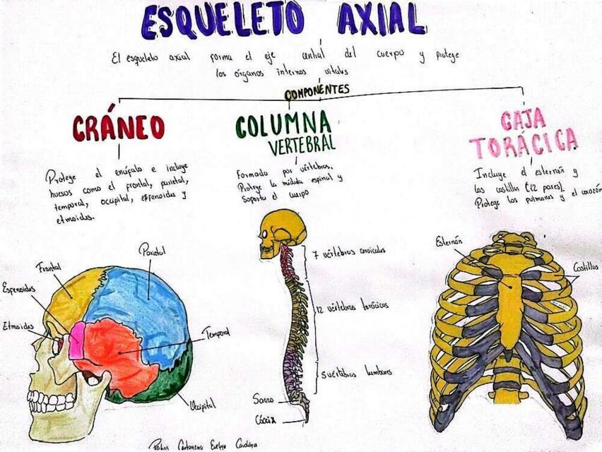 ESQULETO AXIAL