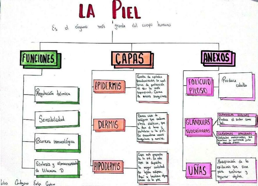 LA PIEL