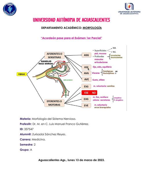 Vías Neuronales