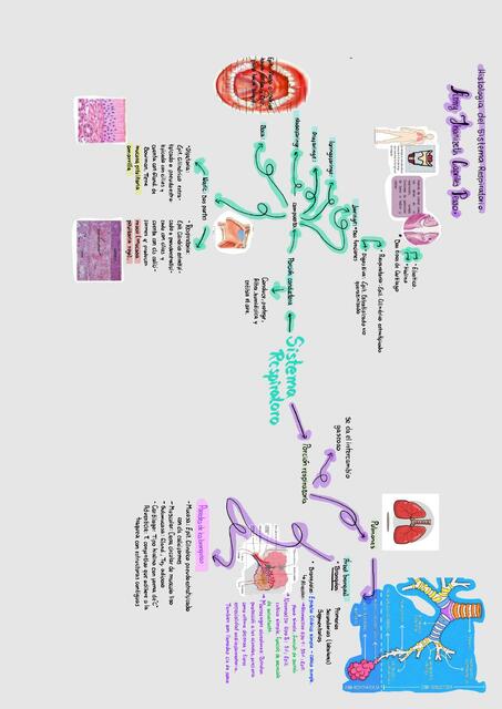 Histologia del sistema respiratorio