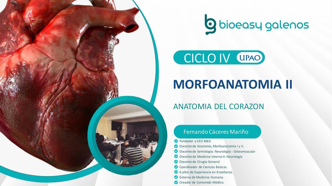 Morfoanatomía II 