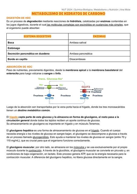 METABOLISMO DE HIDRATOS DE CARBONO