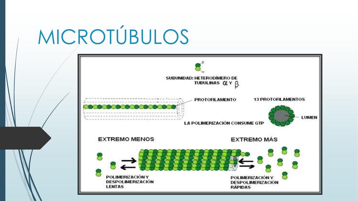 que son los microtúbulos